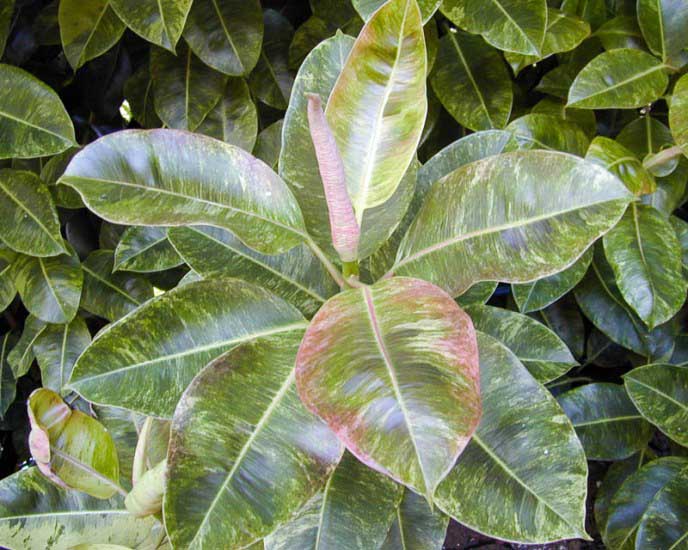 «Эластика Робуста» (Ficus elastica cv. «Robusta»)